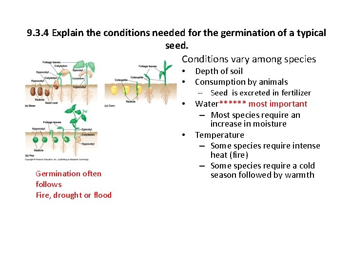 9. 3. 4 Explain the conditions needed for the germination of a typical seed.