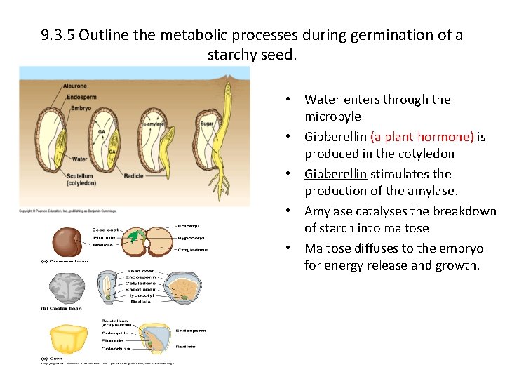 9. 3. 5 Outline the metabolic processes during germination of a starchy seed. •