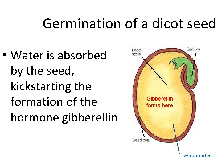 Germination of a dicot seed • Water is absorbed by the seed, kickstarting the