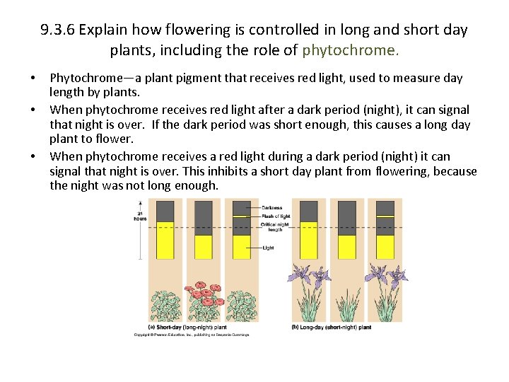 9. 3. 6 Explain how flowering is controlled in long and short day plants,