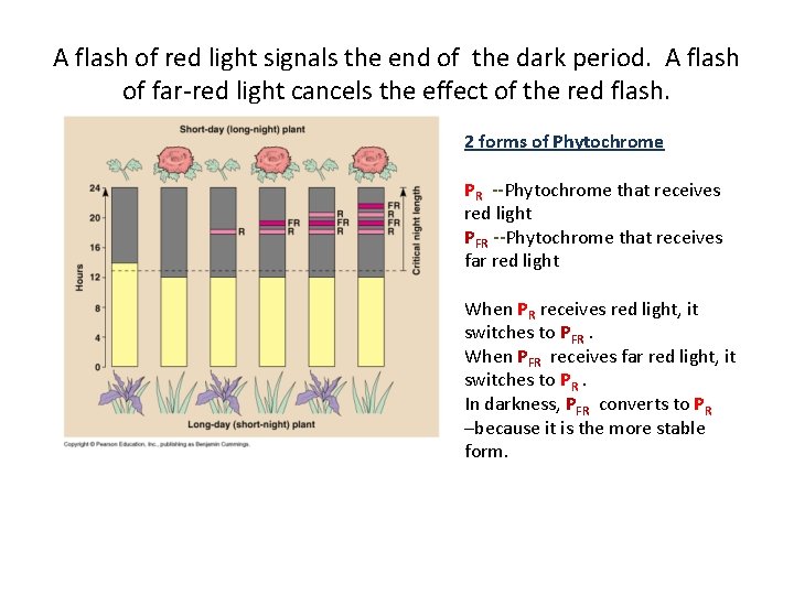 A flash of red light signals the end of the dark period. A flash
