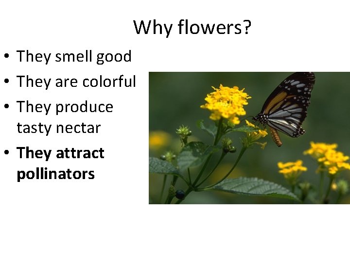 Why flowers? • They smell good • They are colorful • They produce tasty