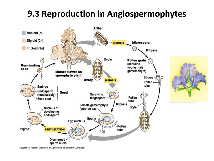 9. 3 Reproduction in Angiospermophytes 