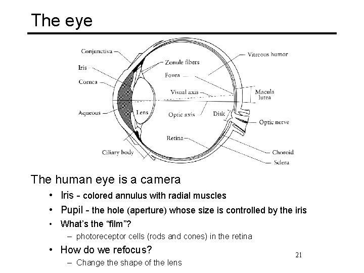 The eye The human eye is a camera • Iris - colored annulus with