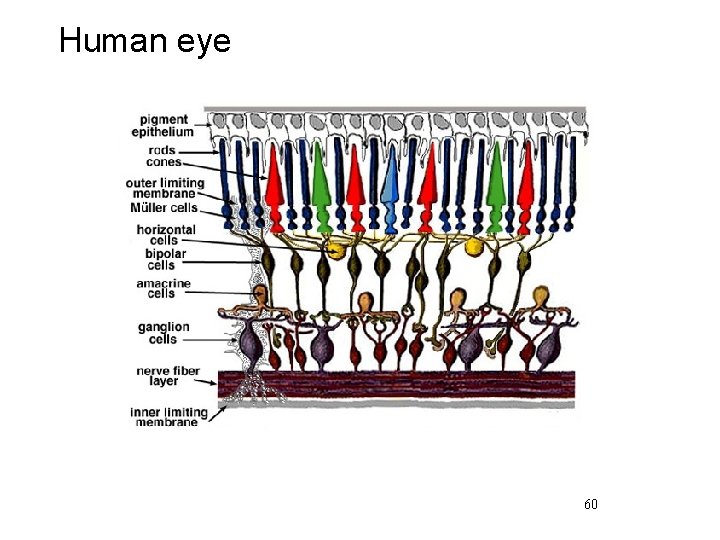 Human eye 60 