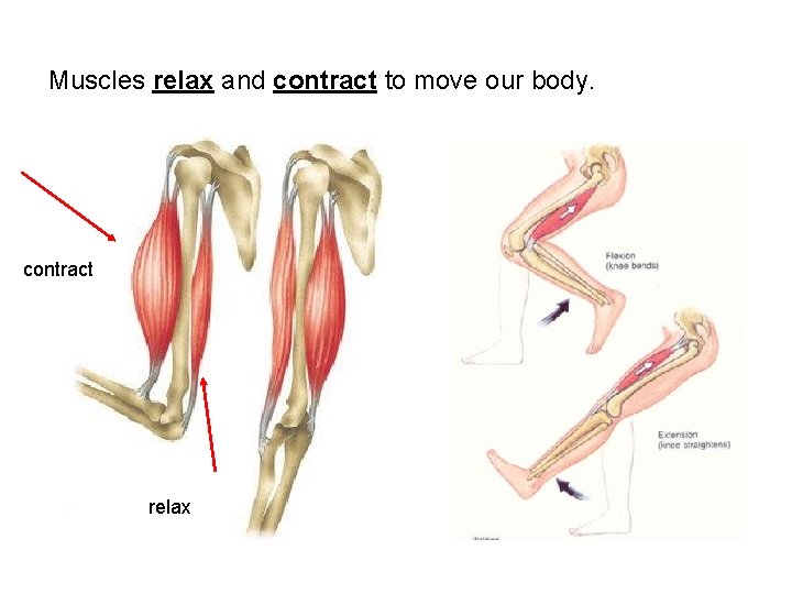 Slack Muscles HOW MY BODY WORKS Your arms and legs