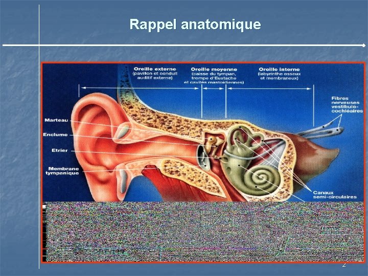 Rappel anatomique 2 