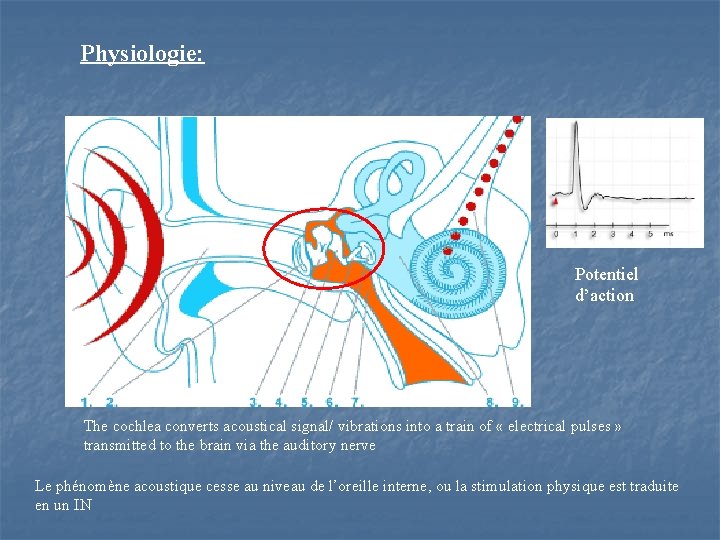 Physiologie: Potentiel d’action The cochlea converts acoustical signal/ vibrations into a train of «