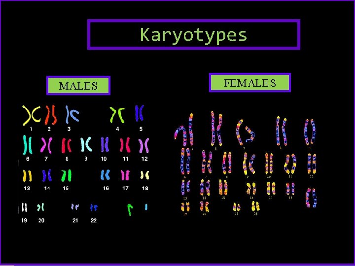 Karyotypes MALES FEMALES How much DNA do we