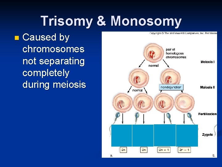 Karyotype Curiosities Visual Aids Fertilization n The fusion
