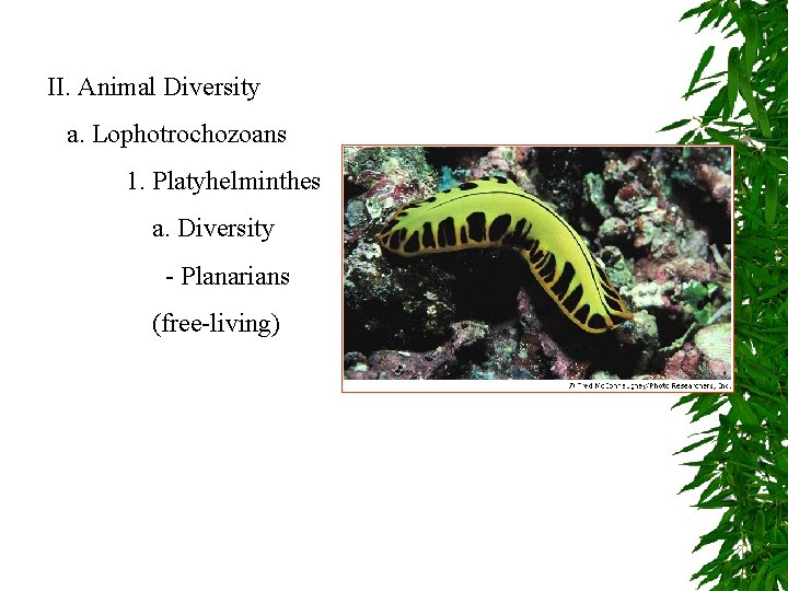 II. Animal Diversity a. Lophotrochozoans 1. Platyhelminthes a. Diversity - Planarians (free-living) 