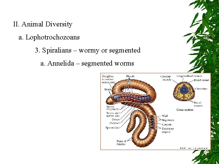 II. Animal Diversity a. Lophotrochozoans 3. Spiralians – wormy or segmented a. Annelida –