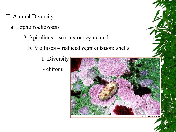 II. Animal Diversity a. Lophotrochozoans 3. Spiralians – wormy or segmented b. Mollusca –