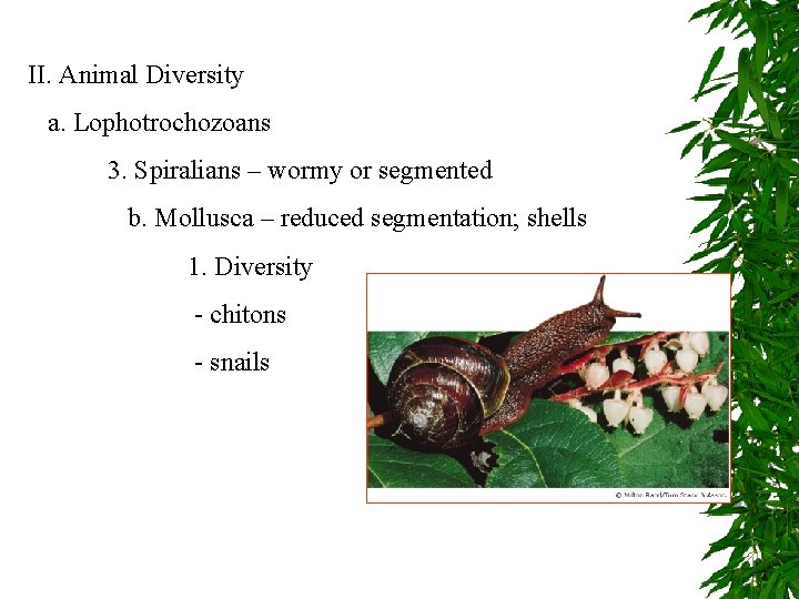 II. Animal Diversity a. Lophotrochozoans 3. Spiralians – wormy or segmented b. Mollusca –