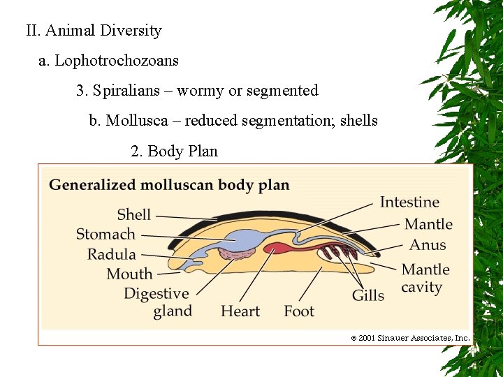 II. Animal Diversity a. Lophotrochozoans 3. Spiralians – wormy or segmented b. Mollusca –