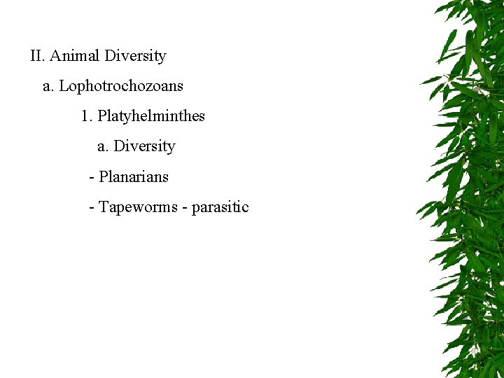 II. Animal Diversity a. Lophotrochozoans 1. Platyhelminthes a. Diversity - Planarians - Tapeworms -