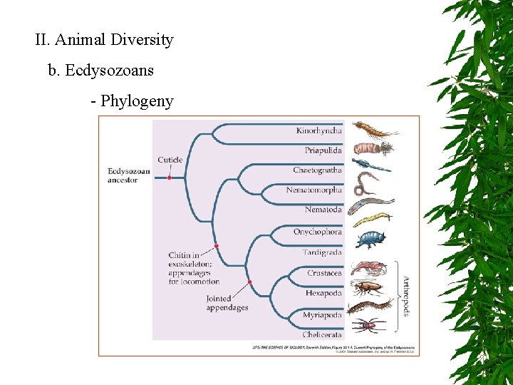 II. Animal Diversity b. Ecdysozoans - Phylogeny 