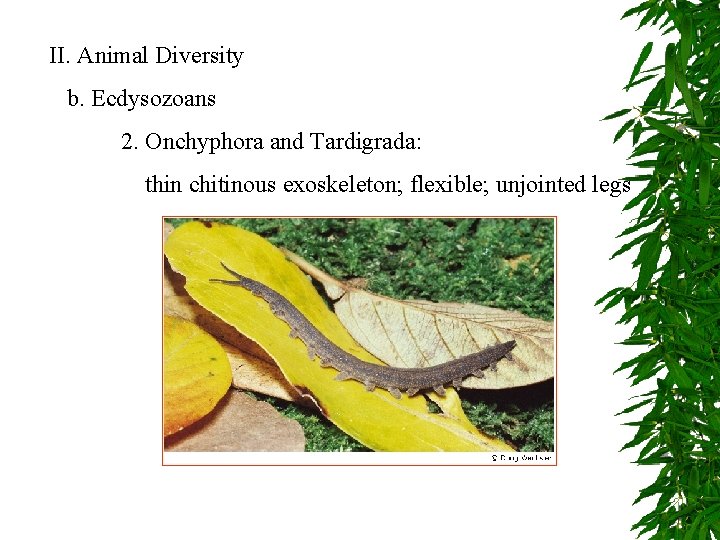 II. Animal Diversity b. Ecdysozoans 2. Onchyphora and Tardigrada: thin chitinous exoskeleton; flexible; unjointed