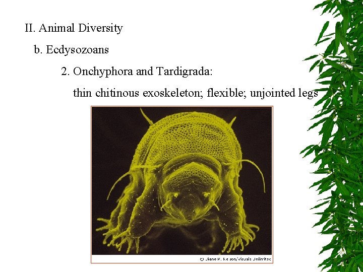 II. Animal Diversity b. Ecdysozoans 2. Onchyphora and Tardigrada: thin chitinous exoskeleton; flexible; unjointed