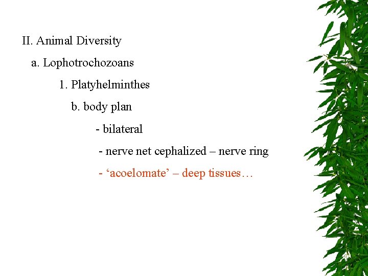 II. Animal Diversity a. Lophotrochozoans 1. Platyhelminthes b. body plan - bilateral - nerve