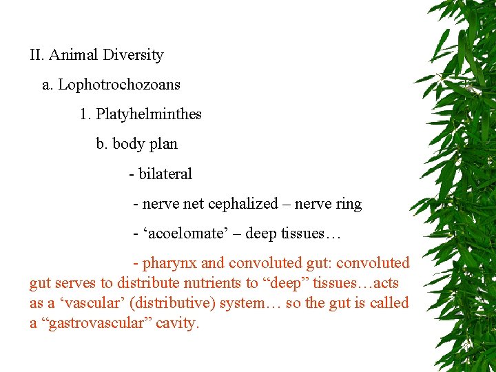 II. Animal Diversity a. Lophotrochozoans 1. Platyhelminthes b. body plan - bilateral - nerve