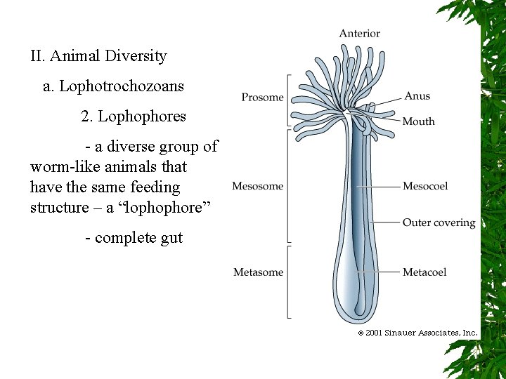 II. Animal Diversity a. Lophotrochozoans 2. Lophophores - a diverse group of worm-like animals