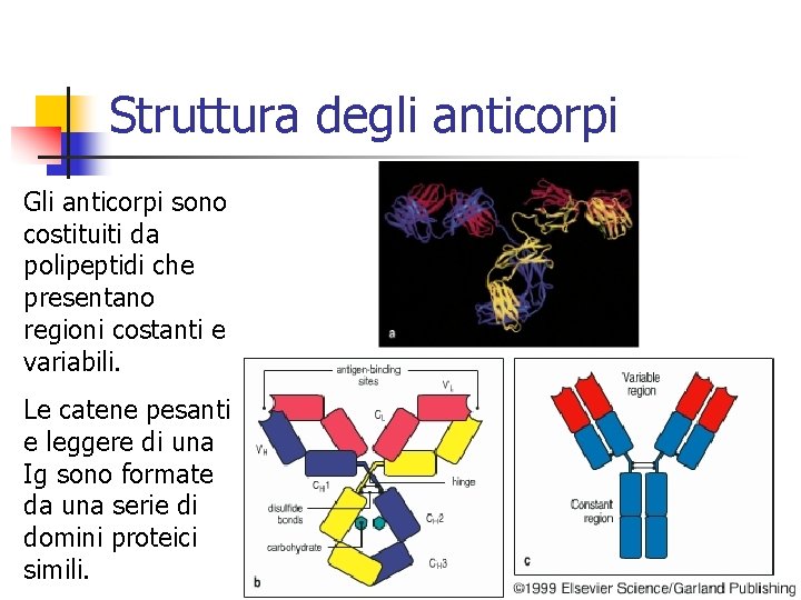 Struttura degli anticorpi Gli anticorpi sono costituiti da polipeptidi che presentano regioni costanti e