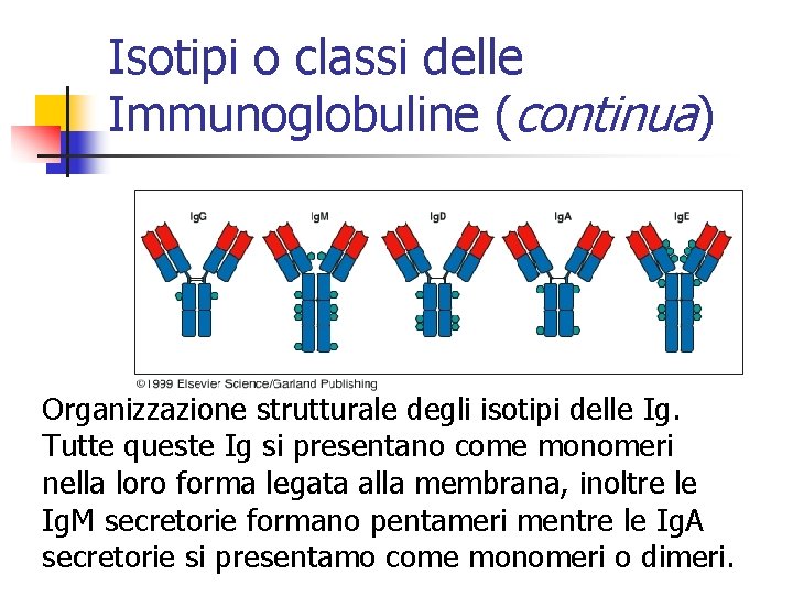 Isotipi o classi delle Immunoglobuline (continua) Organizzazione strutturale degli isotipi delle Ig. Tutte queste
