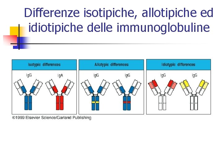 Differenze isotipiche, allotipiche ed idiotipiche delle immunoglobuline 
