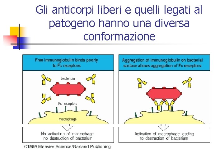 Gli anticorpi liberi e quelli legati al patogeno hanno una diversa conformazione 