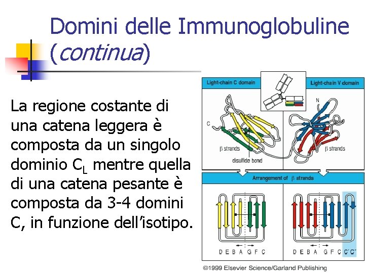 Domini delle Immunoglobuline (continua) La regione costante di una catena leggera è composta da