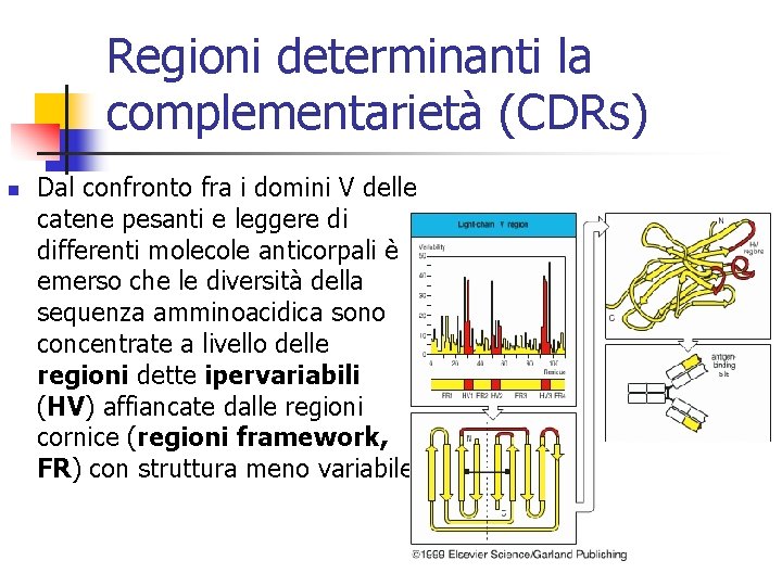 Regioni determinanti la complementarietà (CDRs) n Dal confronto fra i domini V delle catene