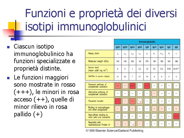 Funzioni e proprietà dei diversi isotipi immunoglobulinici n n Ciascun isotipo immunoglobulinico ha funzioni