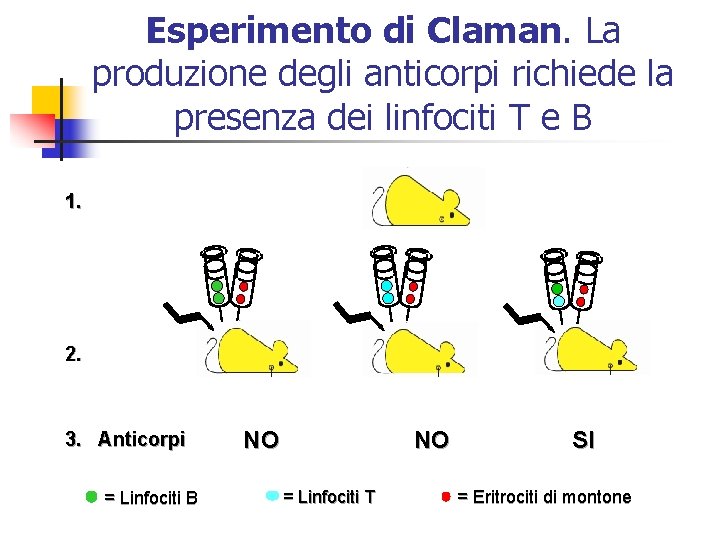 Esperimento di Claman. La produzione degli anticorpi richiede la presenza dei linfociti T e