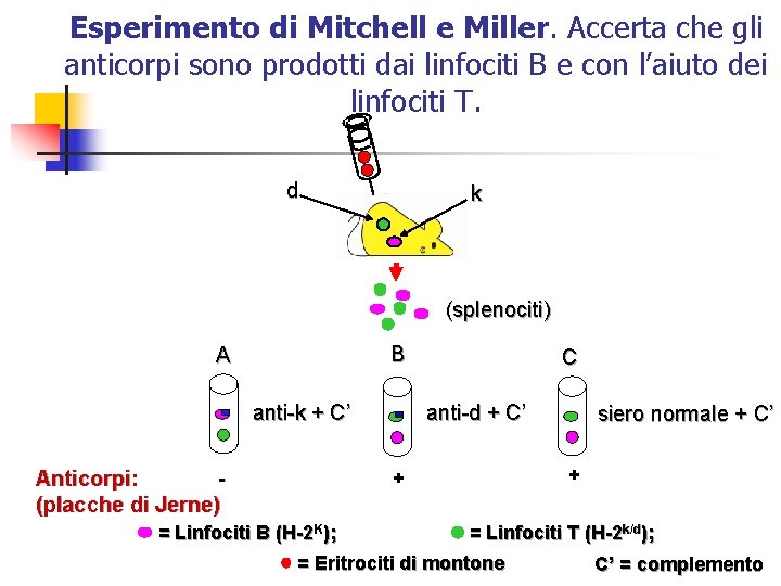 Esperimento di Mitchell e Miller. Accerta che gli anticorpi sono prodotti dai linfociti B