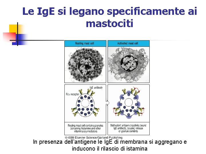 Le Ig. E si legano specificamente ai mastociti In presenza dell’antigene le Ig. E