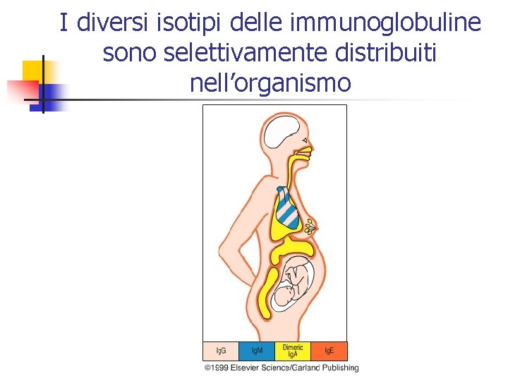 I diversi isotipi delle immunoglobuline sono selettivamente distribuiti nell’organismo 