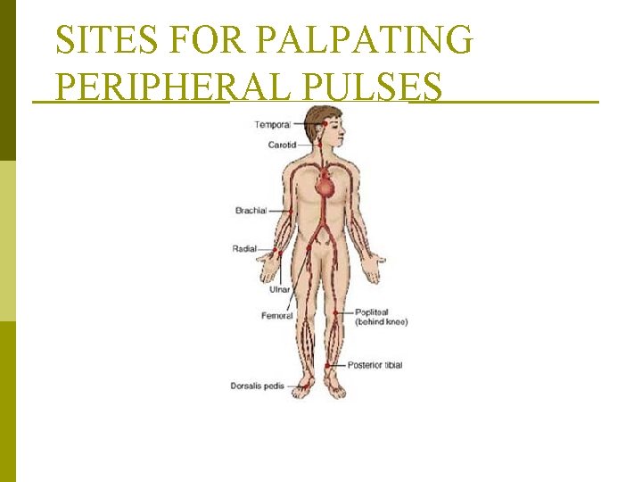 SITES FOR PALPATING PERIPHERAL PULSES From Monahan, F. & Neighbors, M. (1998). Medical-surgical nursing: