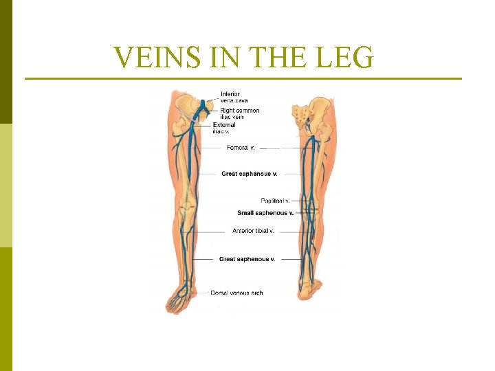 VEINS IN THE LEG From Jarvis, C. (2000). Physical examination and health assessment, ed