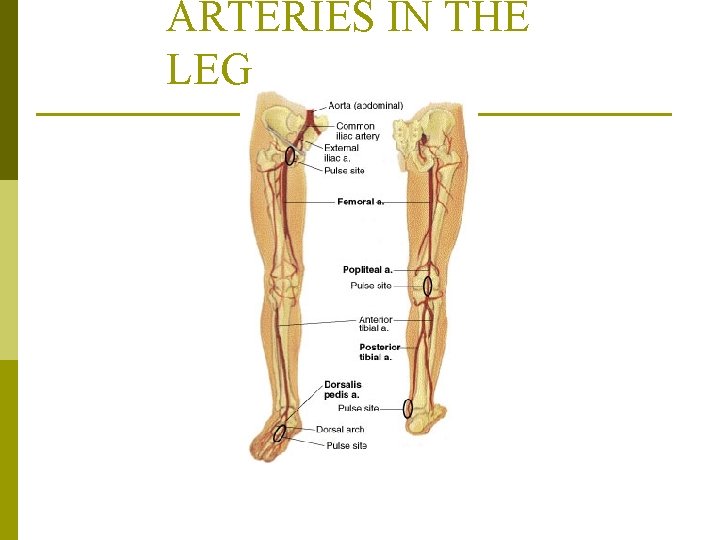 ARTERIES IN THE LEG From Jarvis, C. (2000). Physical examination and health assessment, ed