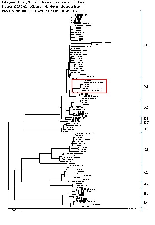 Fylogenetisk träd, NJ metod baserat på analys av HBV hela S-genen (1170 nt). I