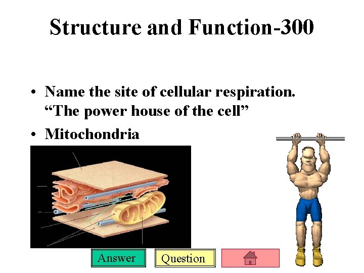 Structure and Function-300 • Name the site of cellular respiration. “The power house of