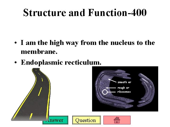 Structure and Function-400 • I am the high way from the nucleus to the