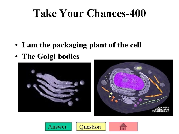Take Your Chances-400 • I am the packaging plant of the cell • The