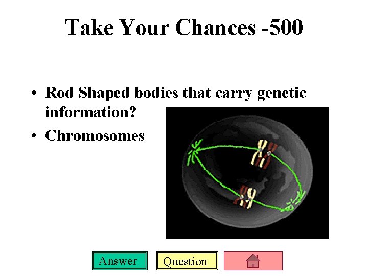 Take Your Chances -500 • Rod Shaped bodies that carry genetic information? • Chromosomes