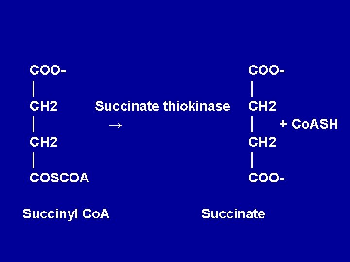 COO│ CH 2 Succinate thiokinase │ → CH 2 │ COSCOA Succinyl Co. A