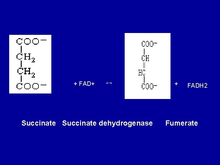 + FAD+ ↔ Succinate dehydrogenase + FADH 2 Fumerate 