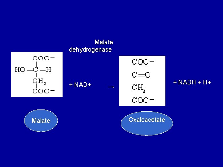 Malate dehydrogenase + NAD+ Malate + NADH + H+ → Oxaloacetate 