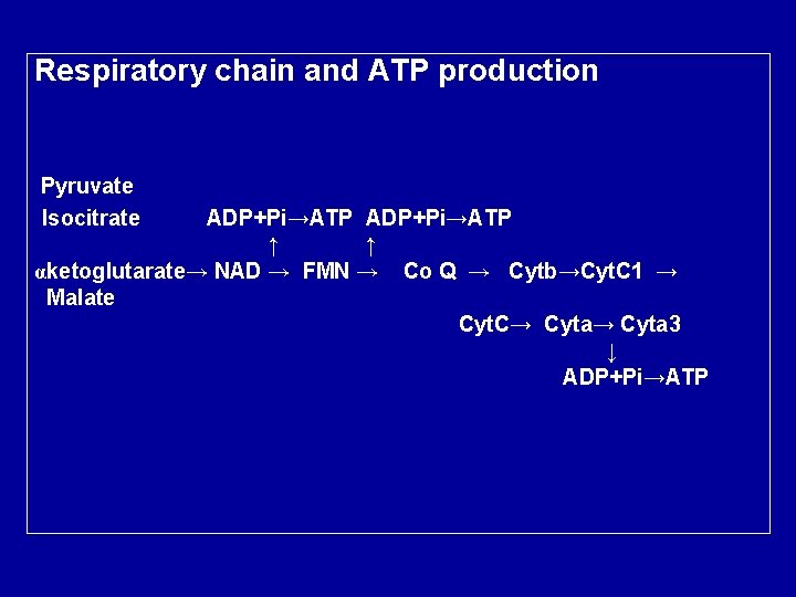 Respiratory chain and ATP production Pyruvate Isocitrate ADP+Pi→ATP ↑ ↑ αketoglutarate→ NAD → FMN