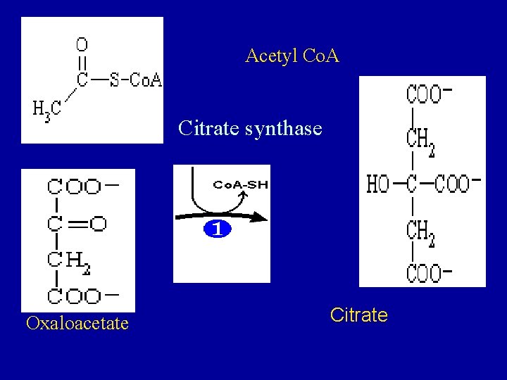 Acetyl Co. A Citrate synthase Oxaloacetate Citrate 